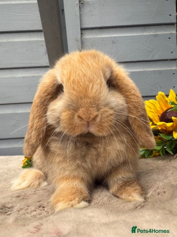Mini Lop rabbits - Advert 7