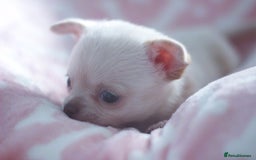 Chihuahua dogs for sale: Kc Registered Quality chihuahua puppies  - Image 5
