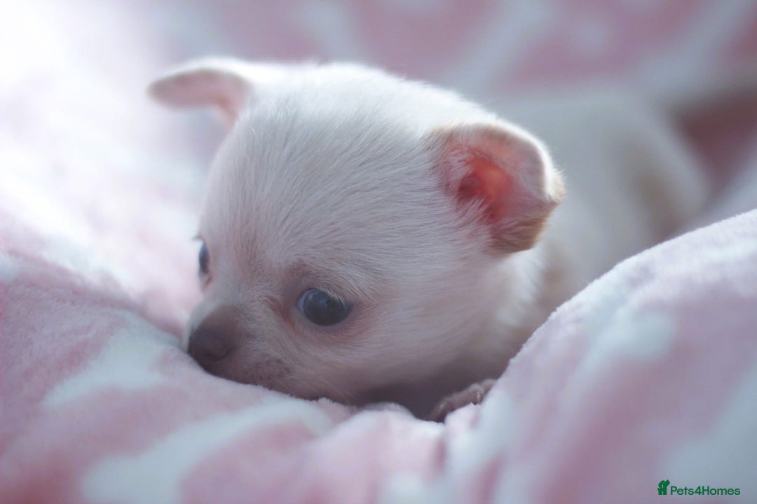 Chihuahua dogs for sale: Kc Registered Quality chihuahua puppies  - Image 5