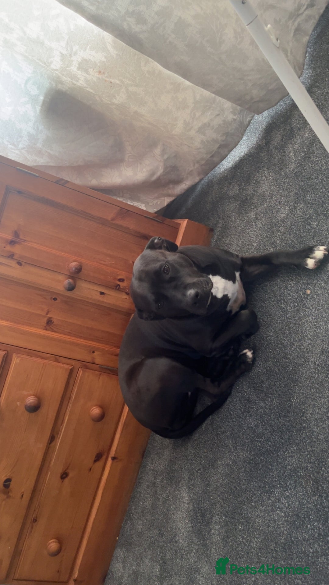 Mixed Breed dogs for sale: Staffyxboxer girl  - Image 3