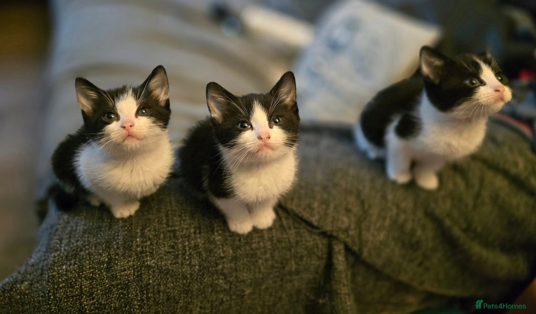 Mixed Breed cats for sale: Adorable black and white kittens - Image 23