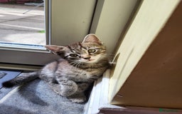 Mixed Breed cats for sale: Adorable kitten's  - Image 1