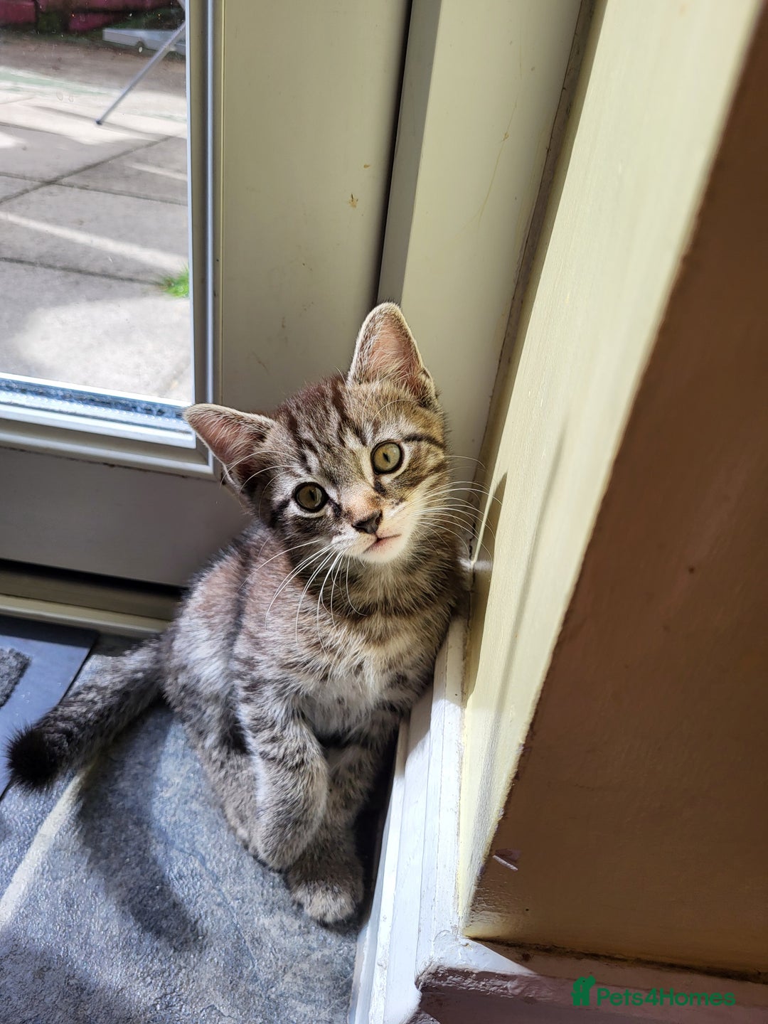Mixed Breed cats for sale: Adorable kitten's  - Image 1