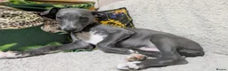 Whippet dogs for sale: Show quality KC reg pups - Advert 25
