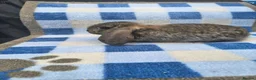French Lop rabbits for sale: French lop babies available to reserve  - Advert 5