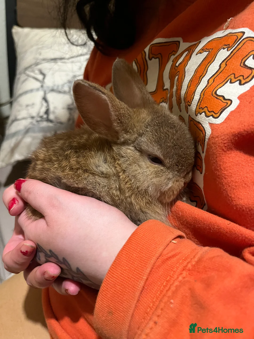 Netherland Dwarf rabbits for sale: Netherland Dwarf / Minilop Bunnies! - Advert 3
