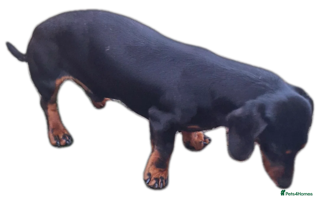 Miniature Dachshund dogs for stud: GLYNFELIN JACK MASTER FUNK miniature dachshund in Swansea - Advert 12
