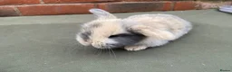Mini Lop rabbits for sale: STUNNING PURE BRED MINI LOPS MUST SEE - Advert 30