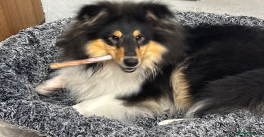 Rough Collie dogs - Advert 1