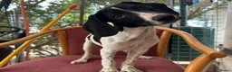 Mixed Breed dogs for adoption: Tiana (Pointer mix) in Coulsdon - Advert 3