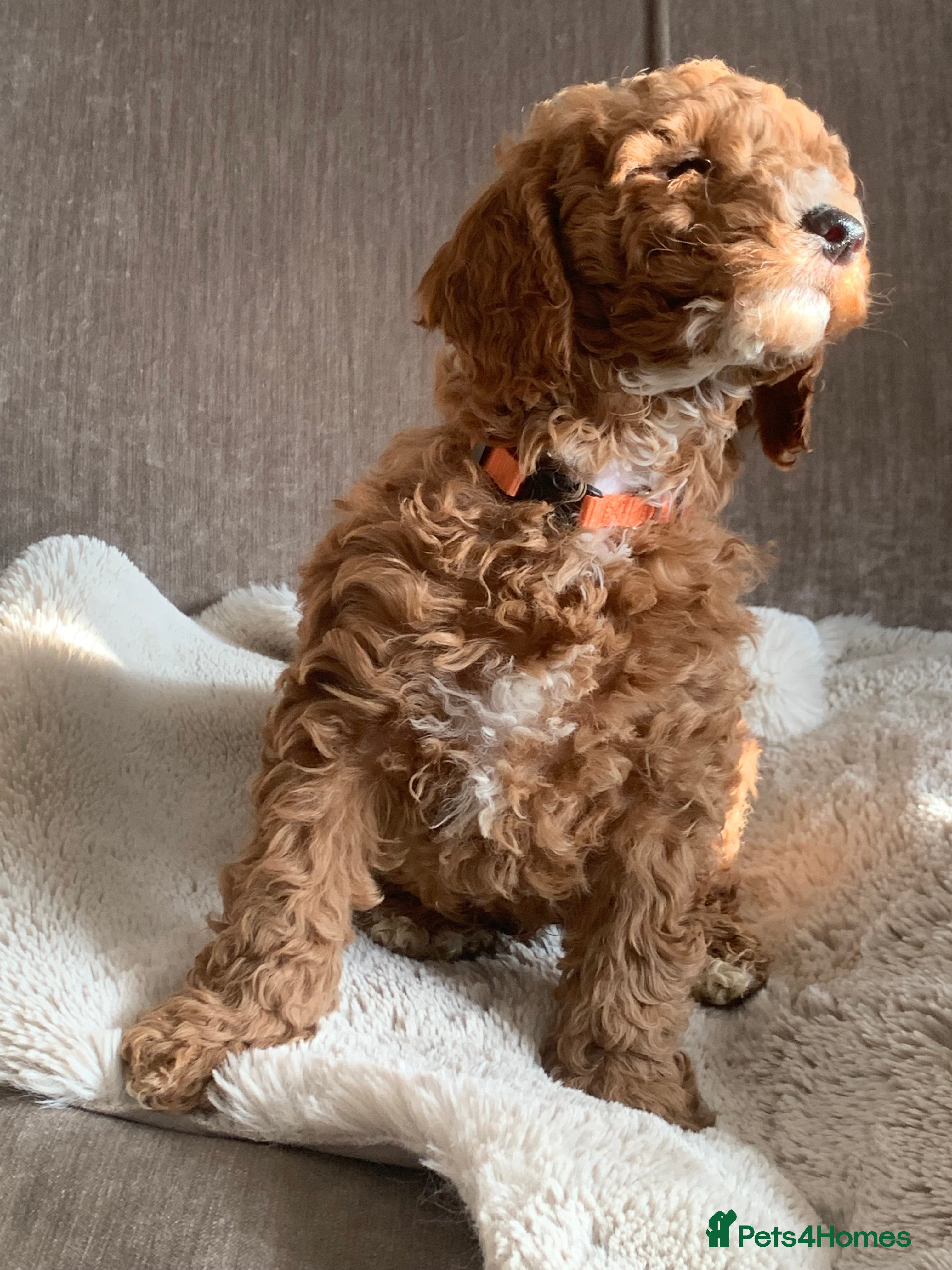 Aussiedoodle dogs Miniature Aussie Double Doddle puppies  - Advert 6