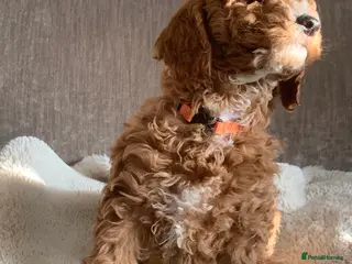 Aussiedoodle dogs Miniature Aussie Double Doddle puppies - Advert 6