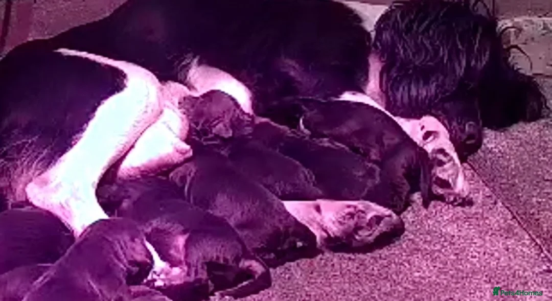 Cocker Spaniel dogs for sale: Cocker spaniel puppies for sale  - Advert 21