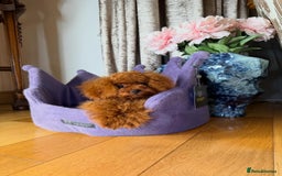 Toy Poodle dogs for sale: Asian micro poodle Boy - Image 10