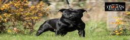 Staffordshire Bull Terrier dogs for stud: 🏆EXCLUSIVE GRAND CHAMPION BLACK BLUE GENE STUD🏆 in Basingstoke - Advert 1