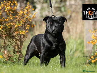 Staffordshire Bull Terrier dogs in Basingstoke - Advert 2