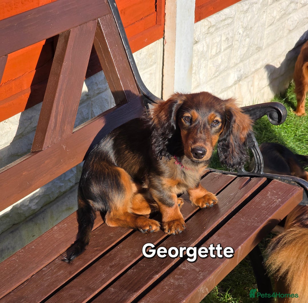 Dachshund dogs for sale: Red long-haired standard dachshund puppies - Image 20