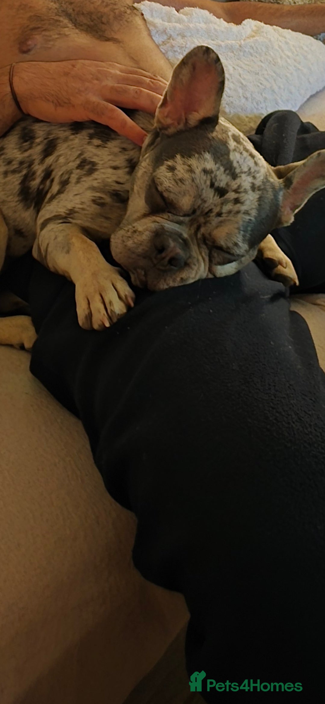 French Bulldog dogs for sale: Beautiful merle frenchie female  - Image 6
