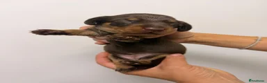 Miniature Dachshund 4