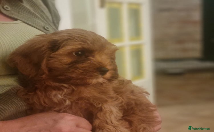 Cavapoo dogs - Advert 1