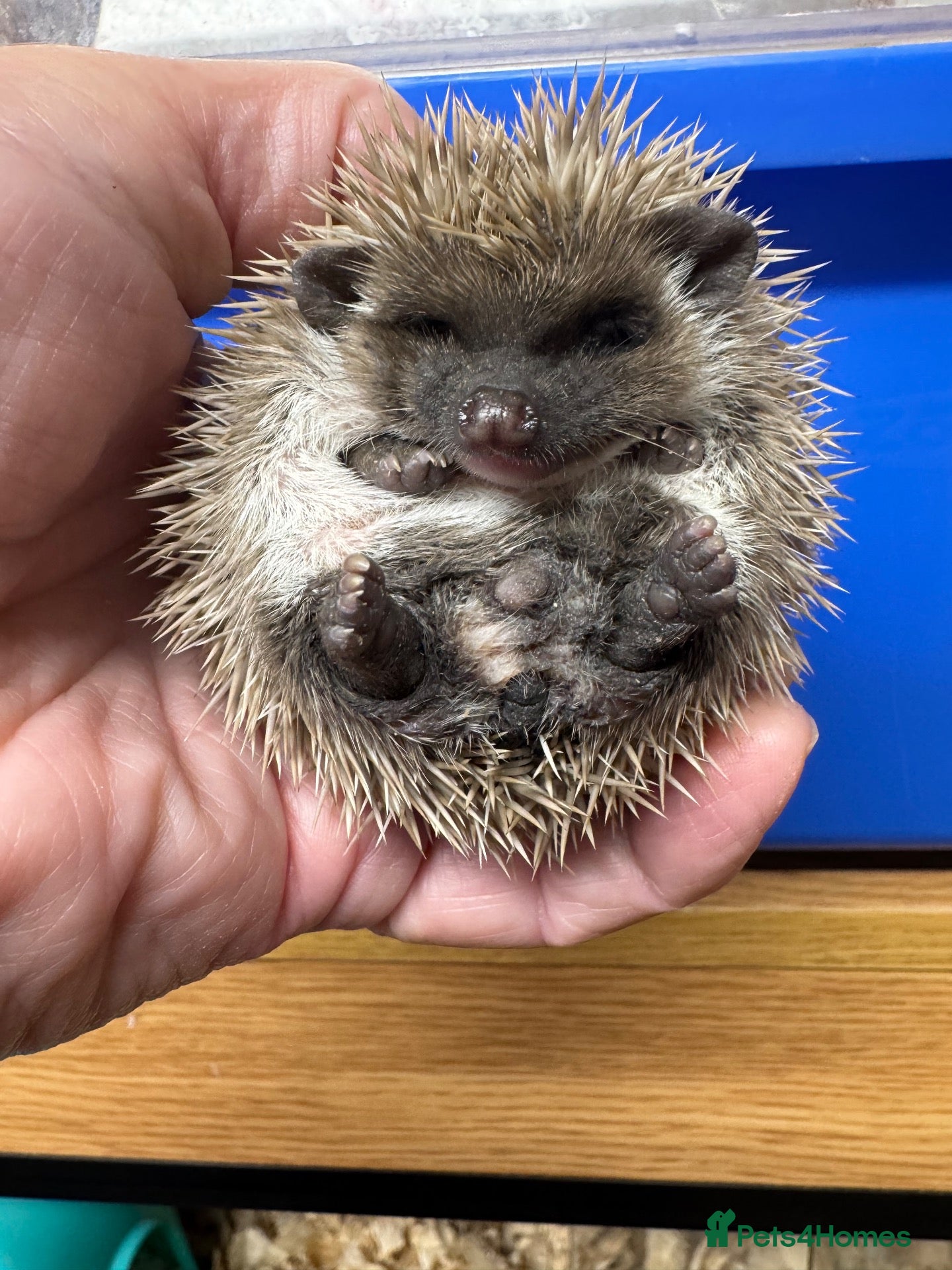 Pygmy Hedgehog rodents APH  full masked cinnamon boy - 8 weeks  - Advert 1