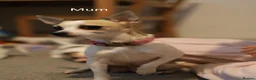 Chihuahua dogs for sale: Chihuahua Puppies - Advert 4