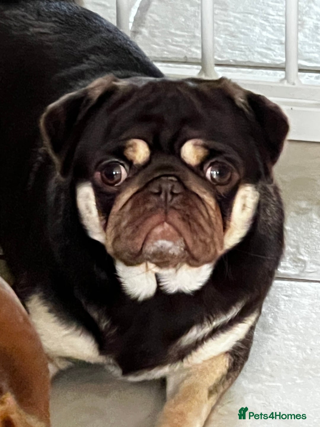 Pug dogs for sale: Kc reg 3 year old chocolate pug  - Advert 3