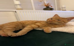 Mixed Breed cats for sale: 1 year old Ginger Male - Image 3