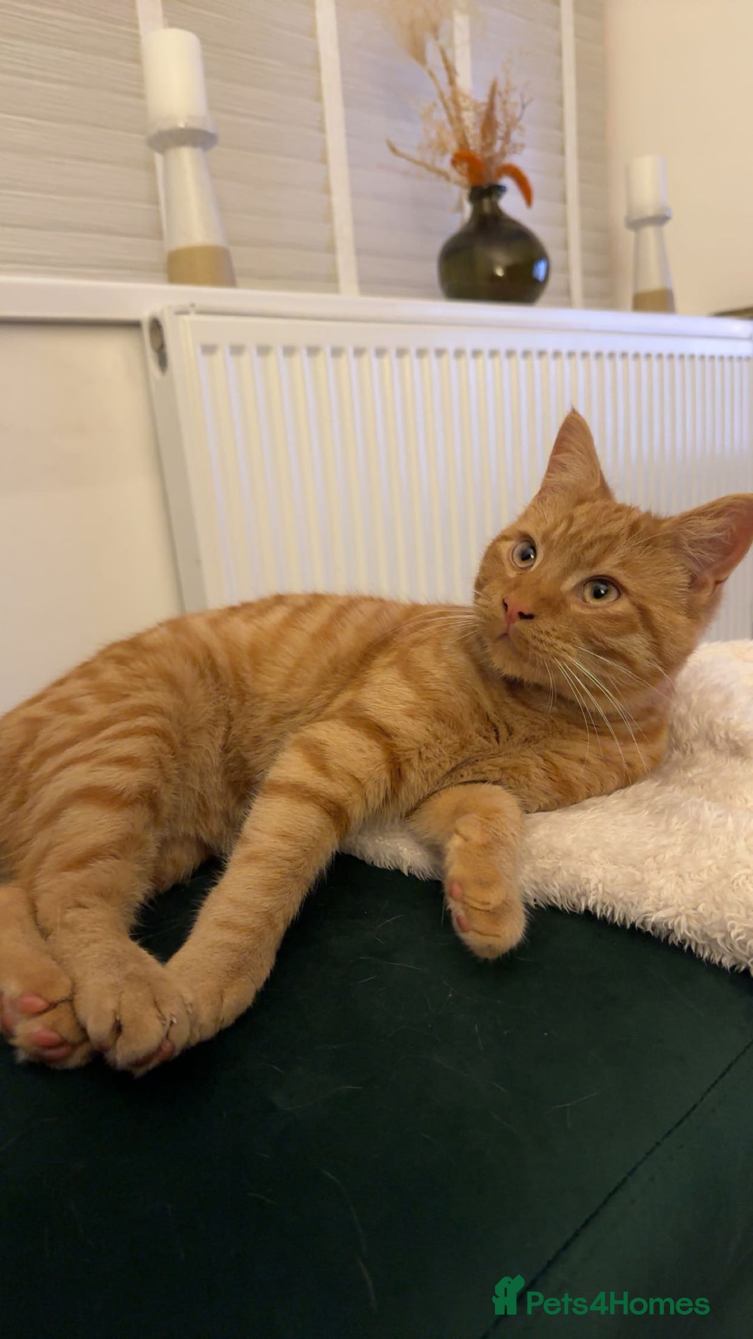 Mixed Breed cats for sale: 1 year old Ginger Male - Image 3