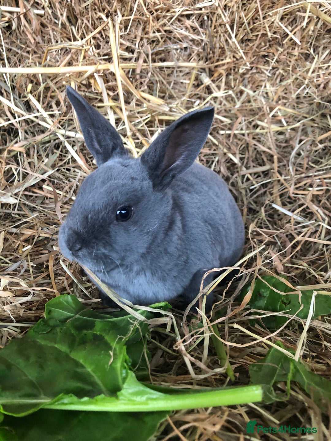 Rex rabbits for sale: Beautiful Pure Breed Velvet Mini Rex babies 🐰  - Advert 16