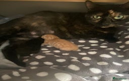 British Shorthair cats for sale: Beautiful litter of 5 kittens  - Image 7