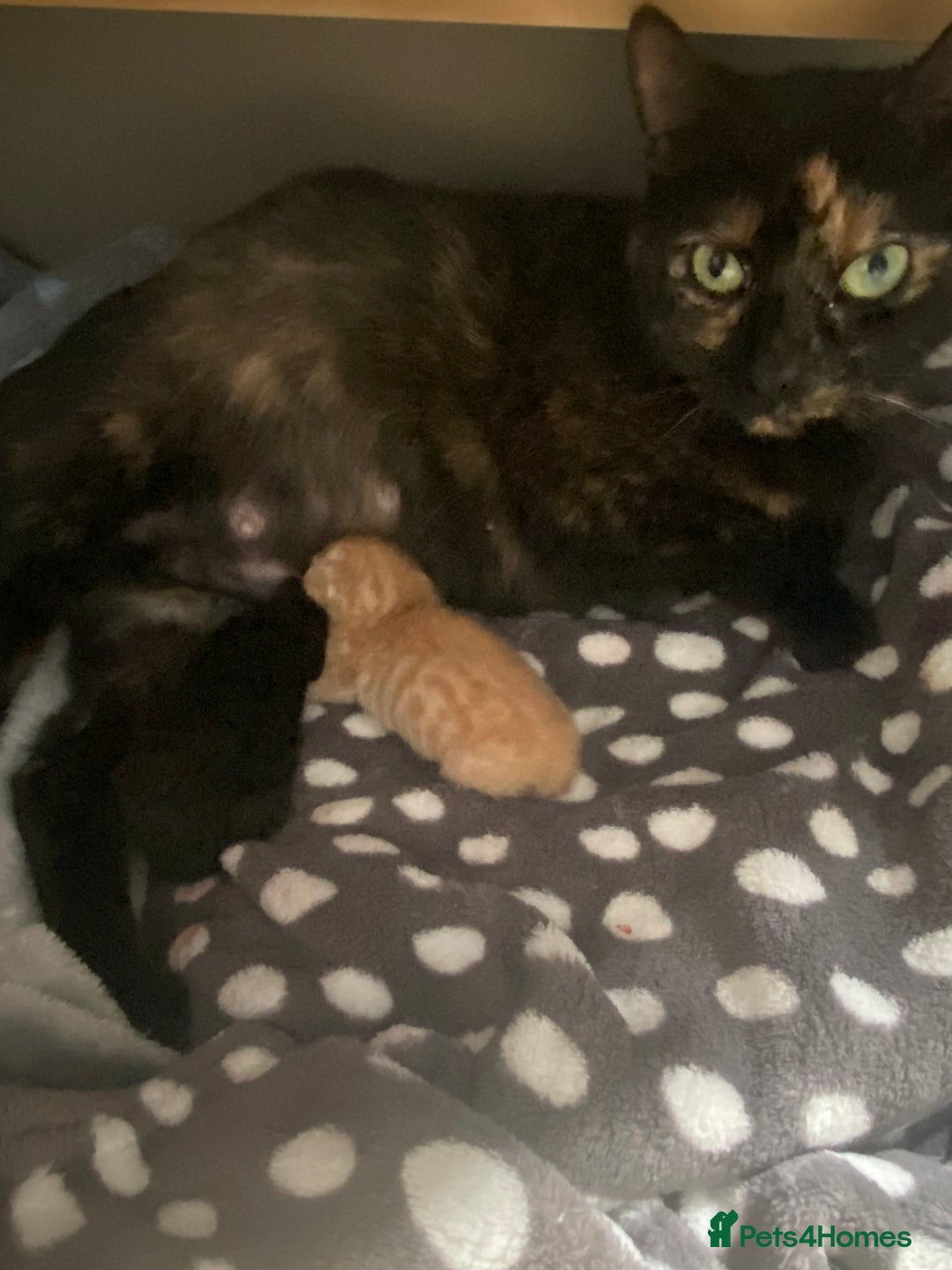 British Shorthair cats for sale: Beautiful litter of 5 kittens  - Image 7