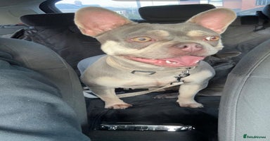 French Bulldog dogs - Advert 3