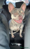 French Bulldog dogs - Advert 11