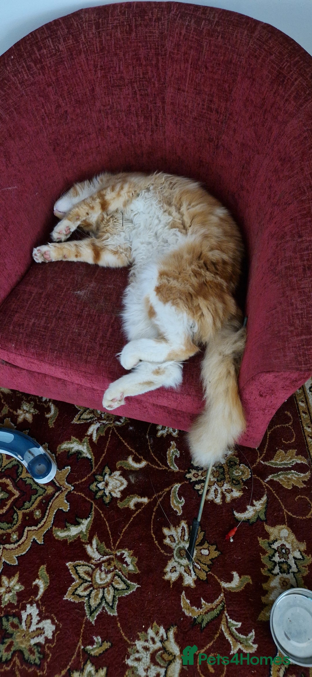 Maine Coon cats for sale: 16 month neutered male - Advert 9