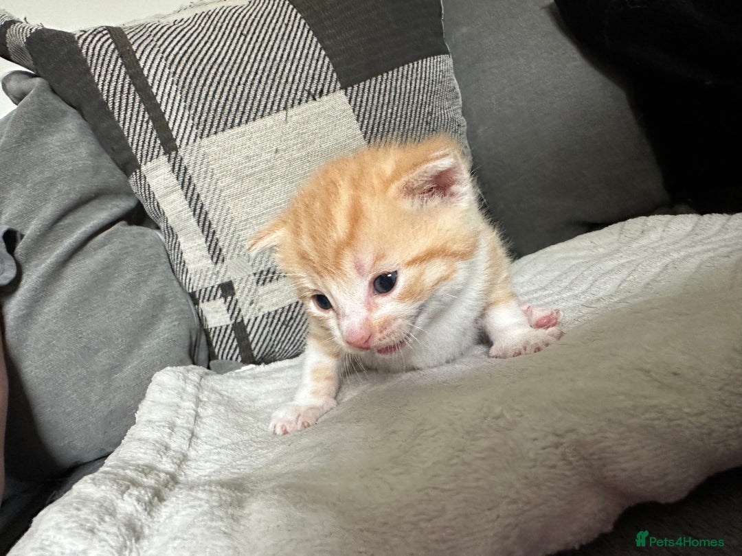 Mixed Breed cats for sale: Beautiful kittens  - Image 27