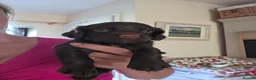 Cocker Spaniel dogs for sale: KC Cocker spaniel puppies - Advert 3