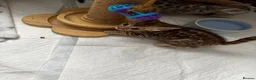 Bengal cats for sale: Bengal kittens - Advert 4