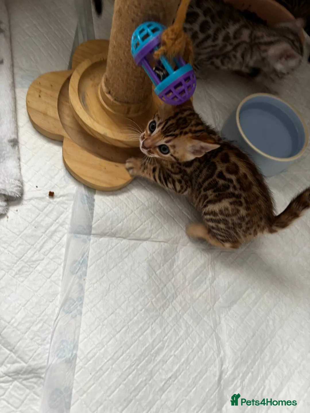 Bengal cats for sale: Bengal kittens - Advert 4