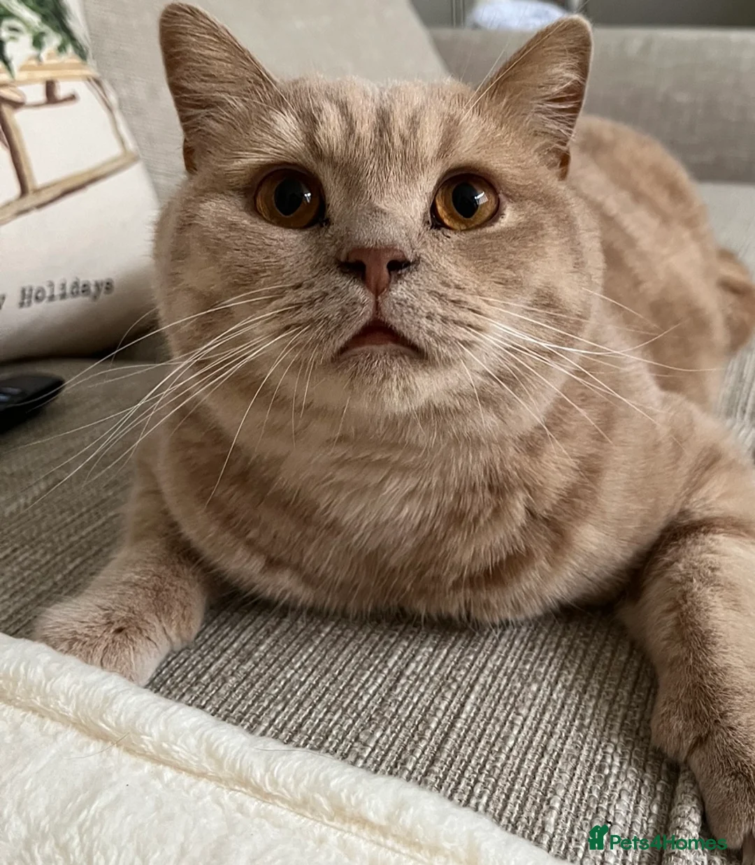 British Shorthair cats for sale: Male British Shorthair  - Advert 1