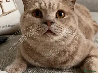 British Shorthair cats Male British Shorthair - Advert 5