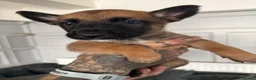 Belgian Shepherd Dog dogs for sale: Alert Eyes, Brave Spirits & Unshakable Loyalty in Glasgow - Advert 7