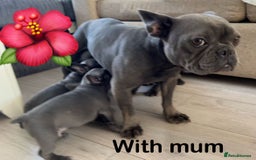 French Bulldog dogs for sale: Solid Blue French Bulldog  - Image 37
