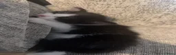Mixed Breed cats for sale: 2 beautiful male kittens  - Advert 2