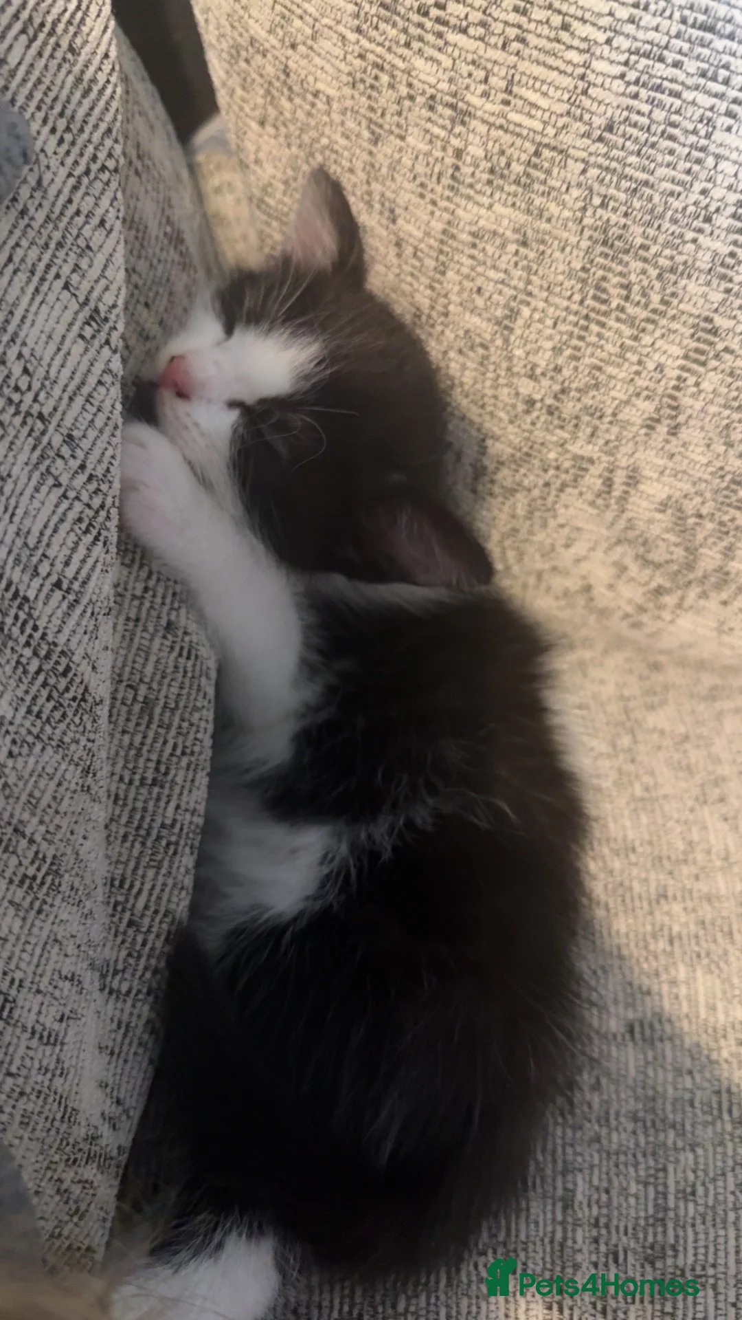 Mixed Breed cats for sale: 2 beautiful male kittens  - Advert 2
