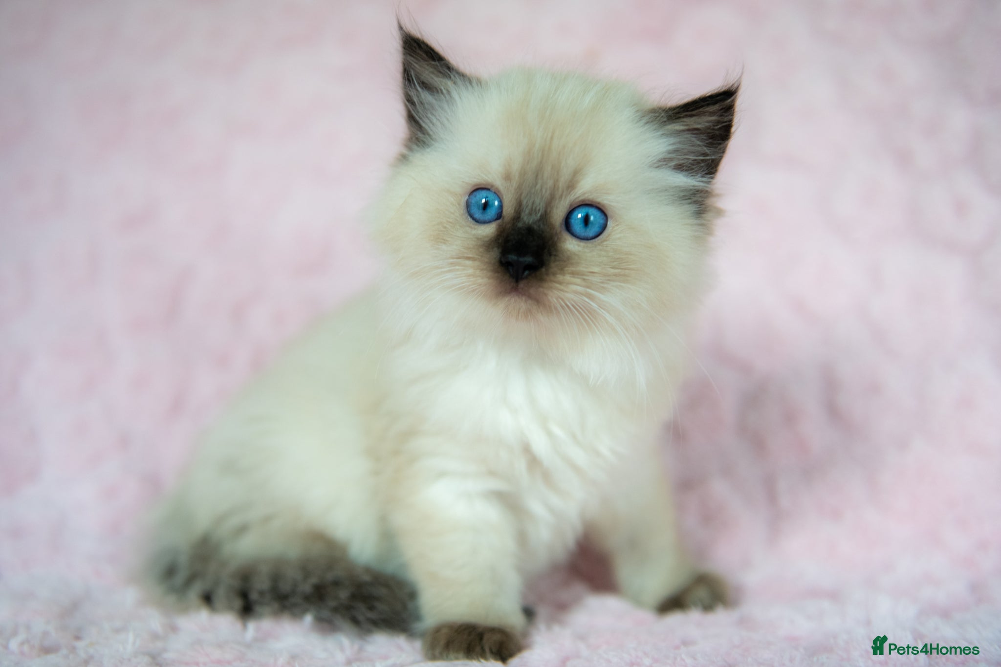 Ragdoll cats Stunning Ragdolls Ready Now. - Advert 2