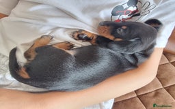 Miniature Dachshund dogs for sale: Stunning KC Health Tested Miniature Dachshunds - Image 15