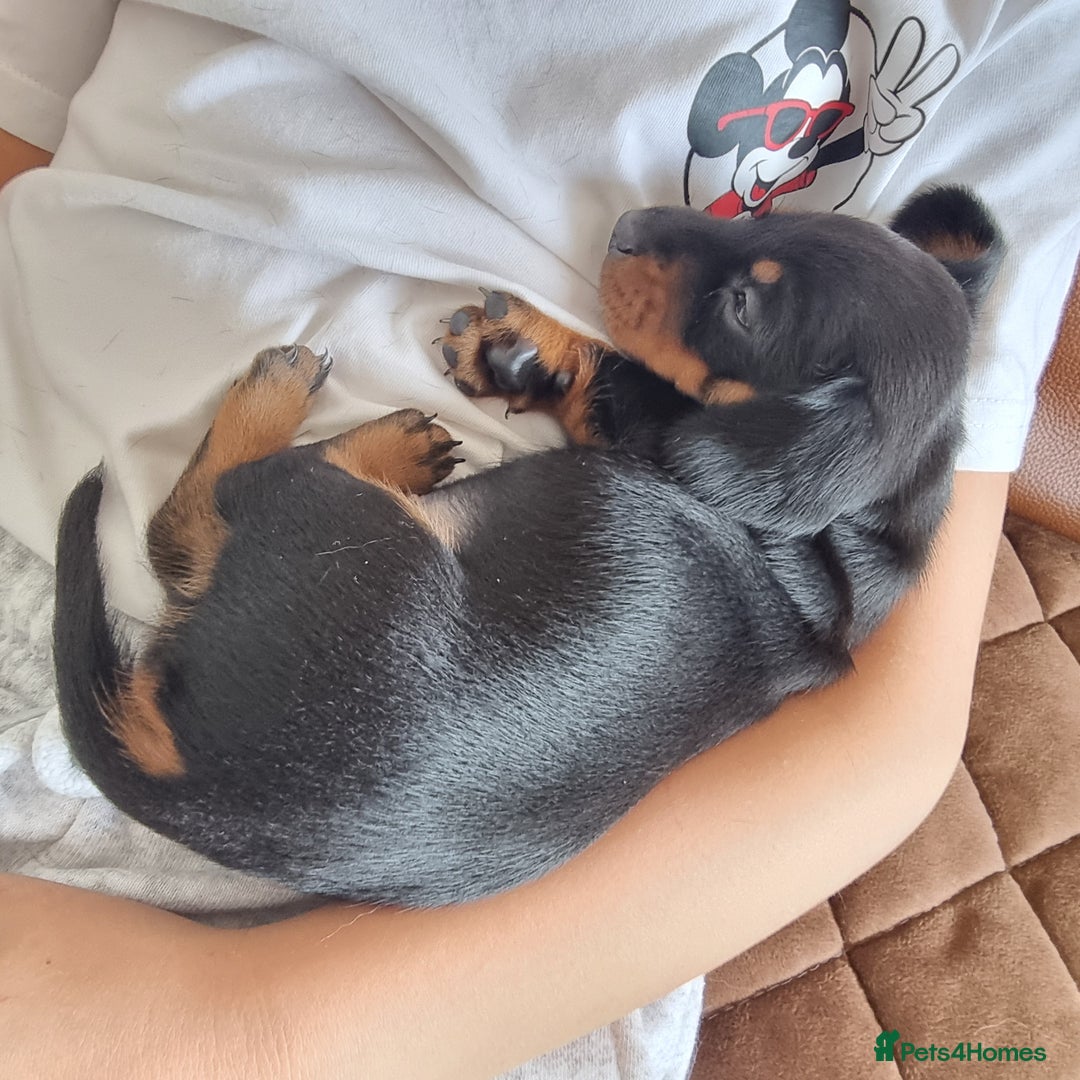 Miniature Dachshund dogs for sale: Stunning KC Health Tested Miniature Dachshunds - Image 15