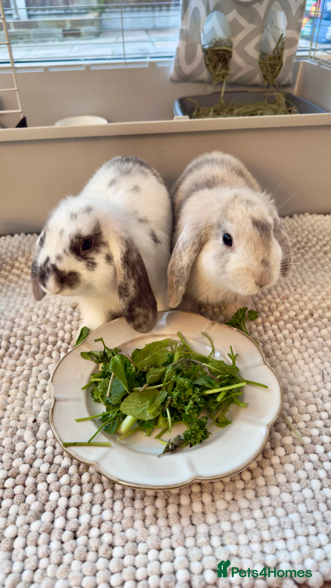 Mixed Breed rabbits for sale: 2 bonded female bunnies  in Ramsgate - Advert 1