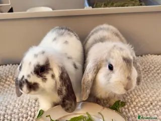 Mixed Breed rabbits 2 bonded female bunnies in Ramsgate - Advert 1